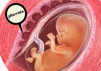 No iron benefit from eating placenta, study finds