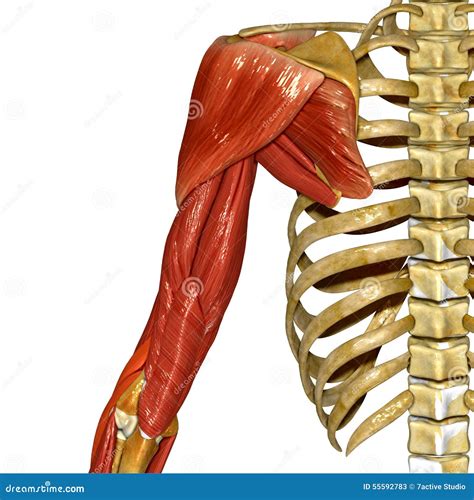 Shoulder Muscles Royalty-Free Stock Photography | CartoonDealer.com #55592783