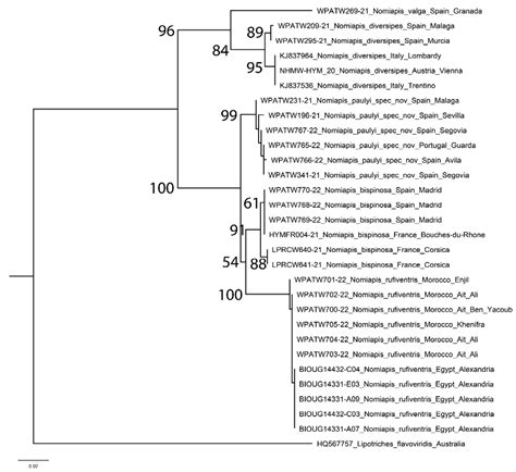 Cryptic Diversity Revealed in A Revision of West Palaearctic Nomiapis ...