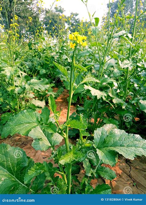 Mustard Plant