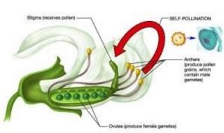 Sexual Reproduction In Flowering Plants