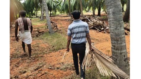 This Innovative Coconut leaf Straws reduces waste and Facilitates in ...