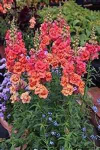 CYBEXIS Antirrhinum Majus Garden Hedge Seeds Seed Price in India - Buy ...