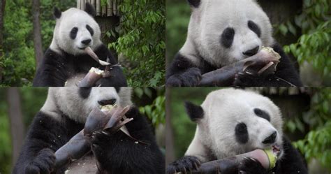 日本上野动物园开放 大熊猫“香香”亮相吃竹子萌态百出