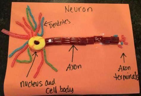 make a model of nerve cell by using the household things and paste on a ...
