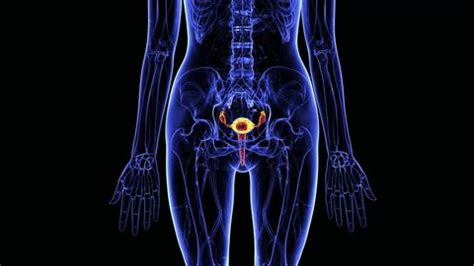 Image result for Female Reproductive System Animation