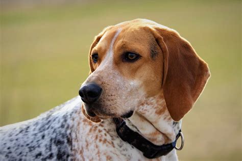 Coonhound Beagle Mix