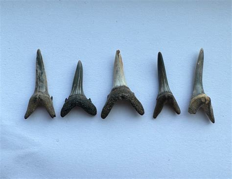 Sand Tiger Shark Teeth