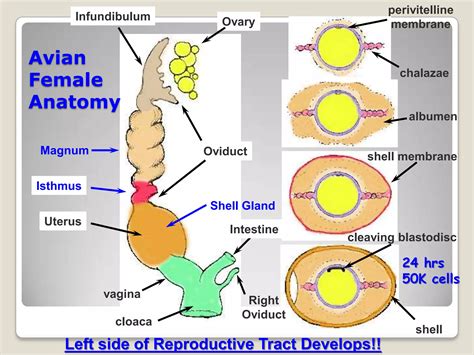 Reproductive system of hen | PPTX