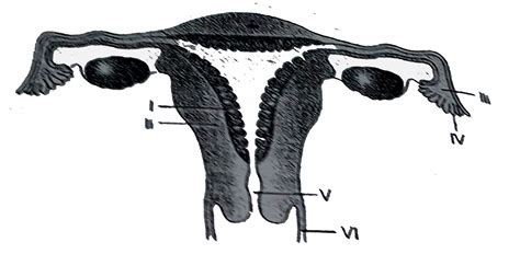 which of the following depicts the site of impantation of blastocyst ...