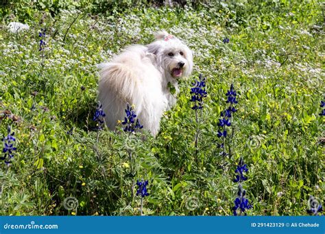 A Large White Fluffy Dog Wearing a Hair Tie and Looking Above Its ...