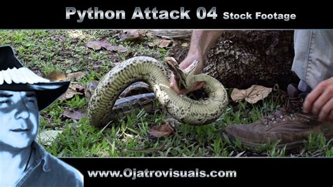 Image result for Newest Python Attack Lion Clips