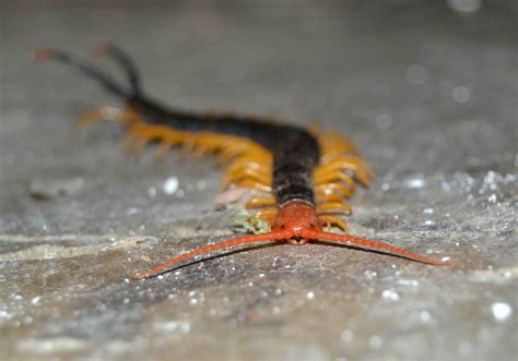 Giant Desert Centipede Bite