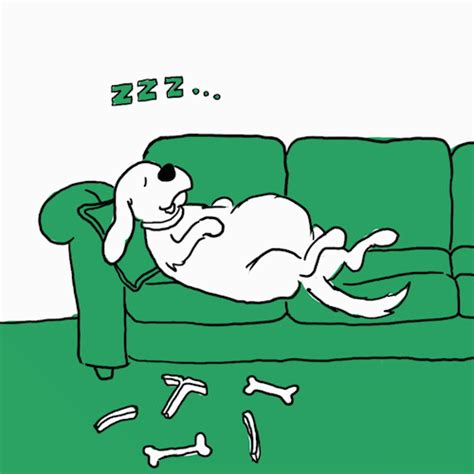 Why Do Dogs Sleep So Much? - IAMS