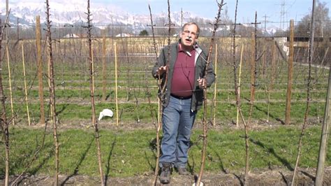 Image result for Pruning Columnar Apple Trees