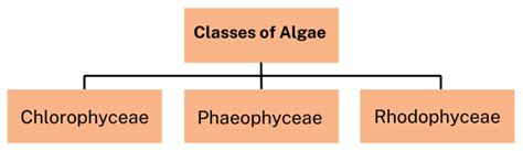 Algae: Chlorophyceae, Phaeophyceae and Rhodophyceae - Biology Class 11 ...