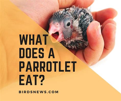 How Long Do Parrotlets Live? Parrotlets Lifespan 2022 Guide - Birds News