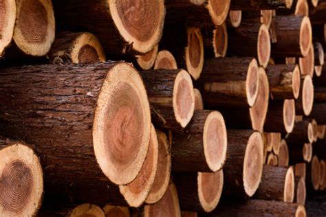 Hike in timber prices may impact real estate industry