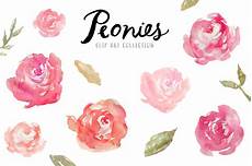 peony clipart watercolor peonies clip illustrations on creative market peony clipart watercolor peonies clip illustrations on creative market