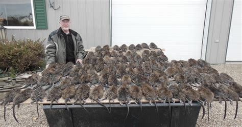 Image result for Muskrat Hunting