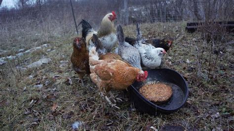 How to look after Baby Chicks – Beginner’s Guide