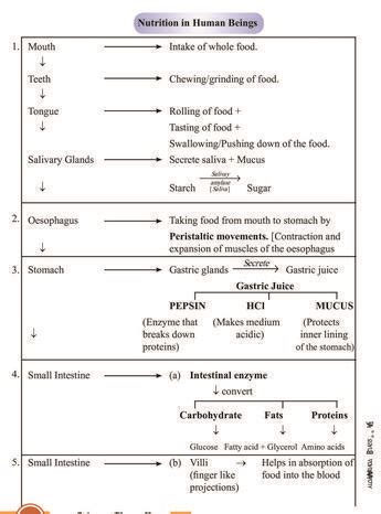 Image result for Class 10 Science Life Processes Notes
