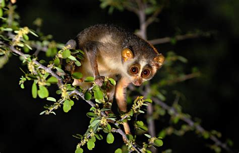 Tamil Nadu notifies India's first Slender Loris sanctuary - GS SCORE