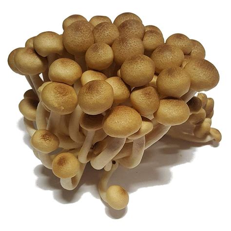 Buy Buna shimeji Mushroom Growing Kit online | Mushroom Growing Kit ...