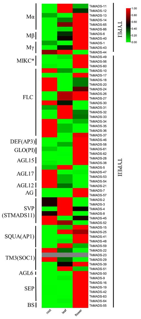 Genome-Wide Identification of MADS-Box Genes in Taraxacum kok-saghyz ...