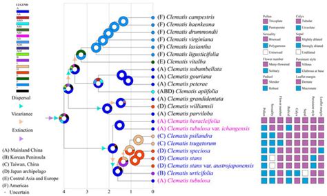 Phylogeny and Historical Biogeography of the East Asian Clematis Group ...