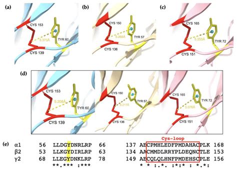 Modular Structure and Polymerization Status of GABAA Receptors ...