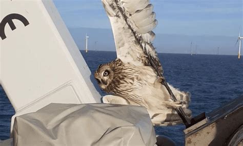 Image result for Owl Exploding