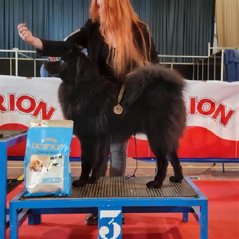 Eivor, 3° BIS PUPPY spanish champion. So proud of him. : r/eurasier
