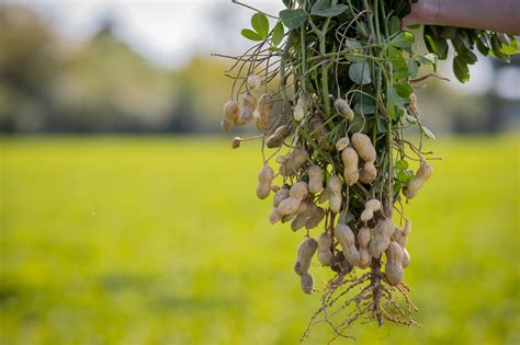 How Are Peanuts Grown? | Hampton Farms