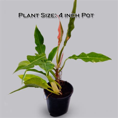 Philodendron Ring of Fire Verigated LIve Plant – veliyathgardens