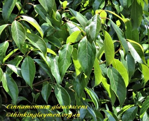 Medicinal Plant Details