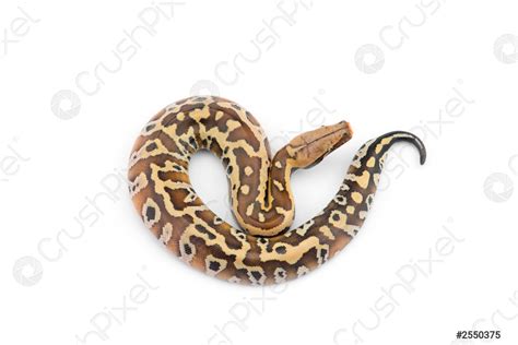 Short Tail Python Complex 的图像结果