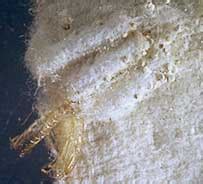 Image result for Cloth Moth Control