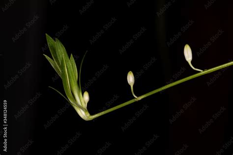 Image result for Plantlets Examples