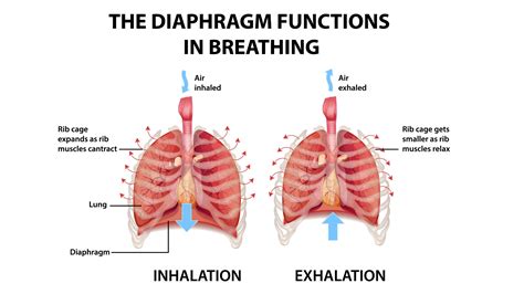 Diaphragmatic Breathing In Infants
