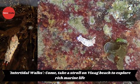 'Intertidal Walks': Come, take a stroll on Vizag beach to explore rich ...