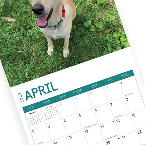 Buy 2023 Rescue Dogs Monthly Wall Calendar by Bright Day, Calendars For ...