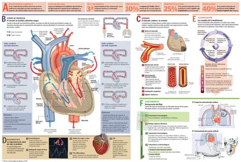 Insuficiencia cardiaca: causas, síntomas y pronóstico. Clínica ...