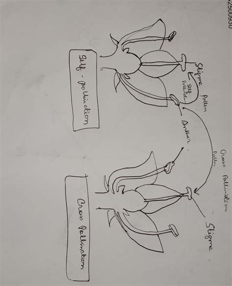 sketch and label the diagram showing self and cross pollination ...