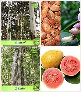 Creative Farmer Outdoor Tree Seeds For Germinaion Eucalyptus Grandis ...