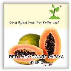 WILLVINE RARE DWARF FLORIDA RED LADY Papaya SEEDS Tropical Fruit Plant ...