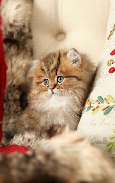 Little Fox - Shaded Golden Tabby Persian Kitten For Sale