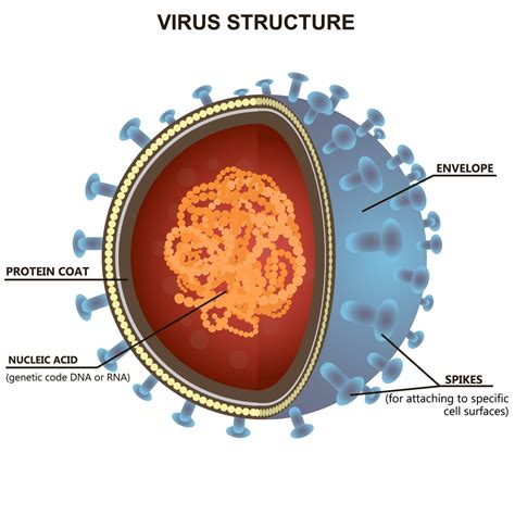 病毒篇：病毒的起源，病毒是生命体吗？病毒又从何而来？
