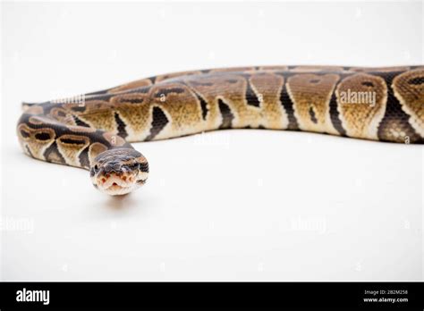 Image result for Royal Ball Python