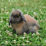 Image result for Miniature Holland Lop Rabbits